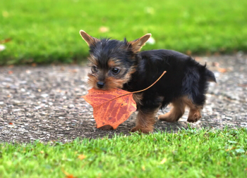 Fall Pet Hazards: Watch Out for These Five Dangers!